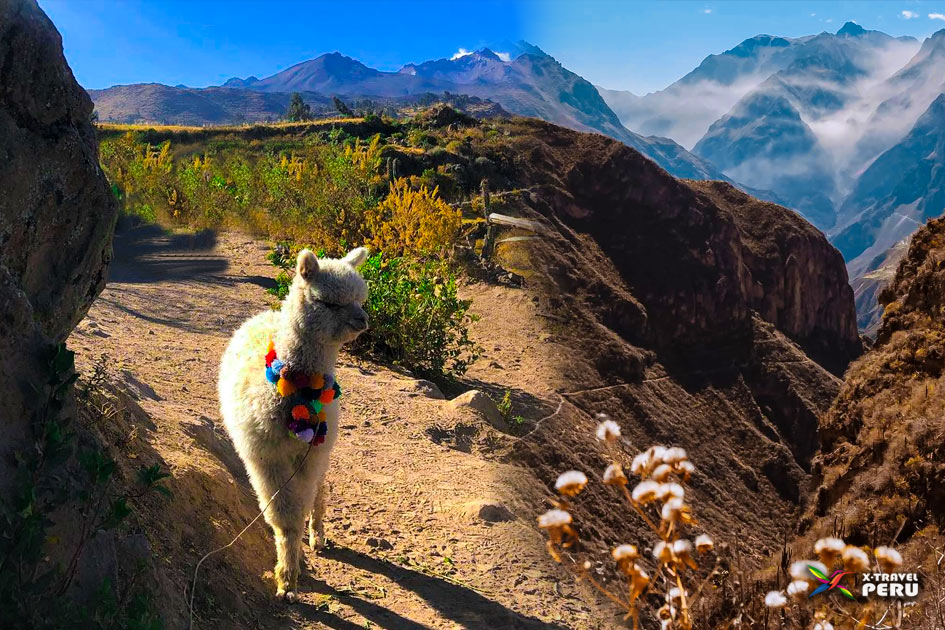 trekking colca