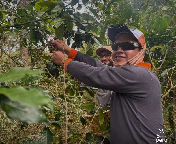 Más que una ruta, es un viaje lleno de historia, pasión y sabor. Desde las hojas verdes hasta la taza humeante, siente el proceso artesanal del café, té y chocolate como nunca antes. ¡Una experiencia inolvidable!