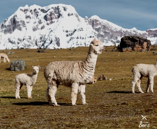 Descubre las mágicas 7 lagunas de Ausangate en una caminata única entre glaciares, aguas color esmeralda y vistas de montaña. Vive la naturaleza del Perú a lo grande.