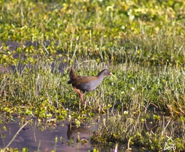 Vive el avistamiento de aves en Huacarpay y conecta con la naturaleza como nunca antes.