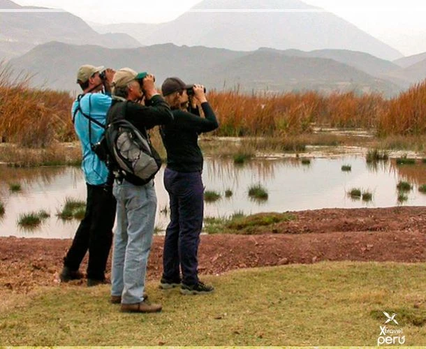 Explora el lado más natural de Cusco. En Huacarpay, cada amanecer trae un espectáculo de aves y paisajes de ensueño.