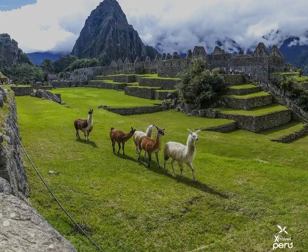 Explora Machu Picchu en un día con todo incluido desde Cusco. Cultura, historia y paisajes impresionantes te esperan.