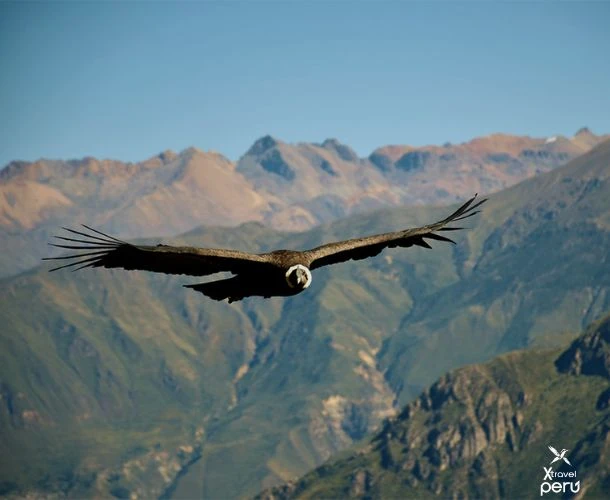 Two magical days in Colca: volcanoes, ancient terraces, and the majestic flight of the Andean condor.