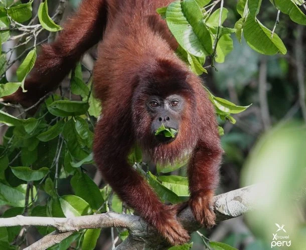 Conecta con la naturaleza y la biodiversidad amazónica durante cuatro días inolvidables en la Reserva Inkaterra.