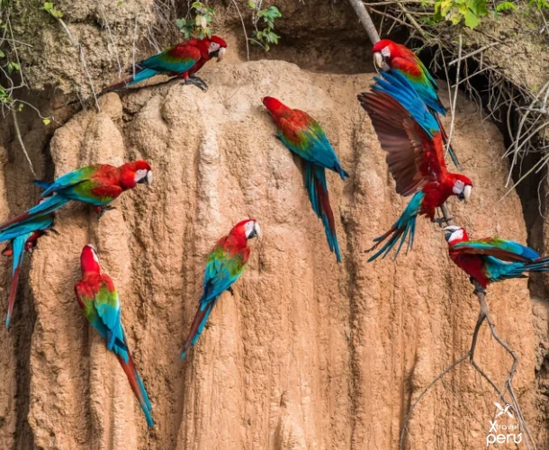 Experience the unique clay lick phenomenon. Parrots and macaws congregate on this natural wall to consume essential minerals, a unique and colorful spectacle in the Amazon.