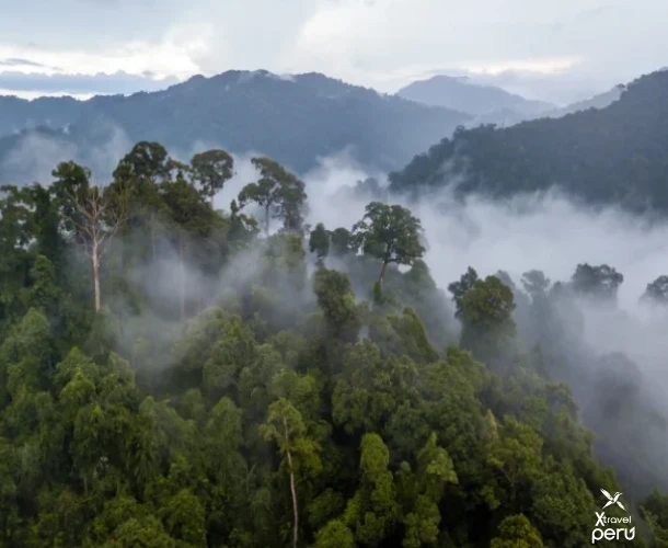 Explore the transition jungle, where humidity gives life to impressive ferns, bromeliads, and orchids. Enjoy the coolness of the waterfalls on your way to the Amazon.