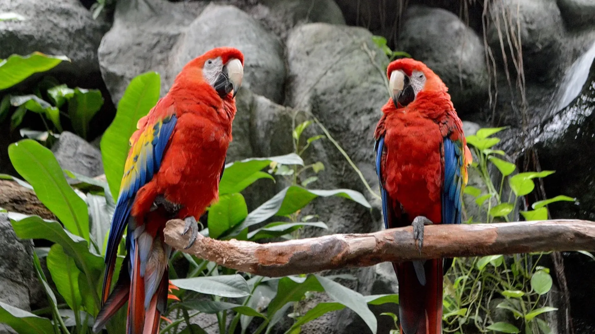 Tour Tambopata – Lago Sandoval and Bird Watching - XTravel Perú