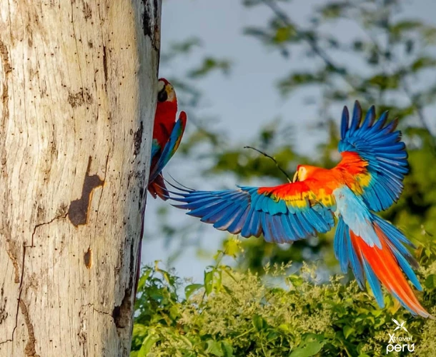 Observe the wide variety of birds in Manu up close. Explore the primary forest and fruit trees to see parrots, toucans, and other endemic species in their natural habitat.