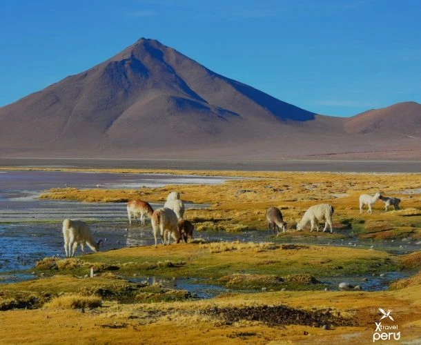 From the endless white of the salt flats to the high plateau lagoons, this 3-day tour is a direct journey into the unreal.