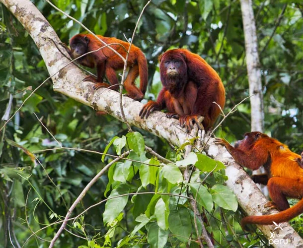 Observe monkeys up close in their natural habitat. On Monkey Island or during treks, spot species like capuchin, tamarin, and howler monkeys in the lush jungle.