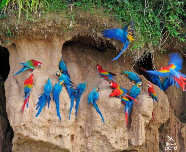 Wake up early to witness the natural phenomenon of the Parrot and Parakeet Clay Lick. Hundreds of birds gather on the cliff to consume mineral-rich clay, an unforgettable event.
