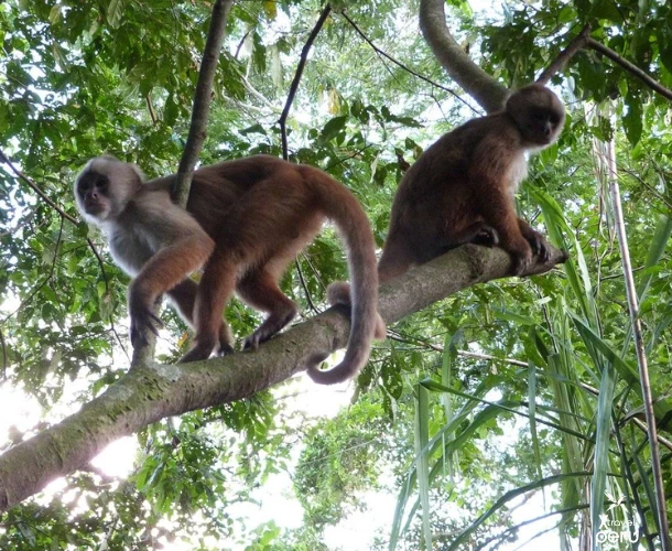 Monkeys are active inhabitants of the canopy. Have a close encounter with various primate species feeding and playing in the trees near your walking trail.