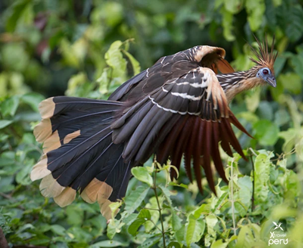 Climb the observation tower and look down at the jungle from above. A privileged view of the Amazonian canopy that maximizes opportunities to see monkeys and exotic birds.