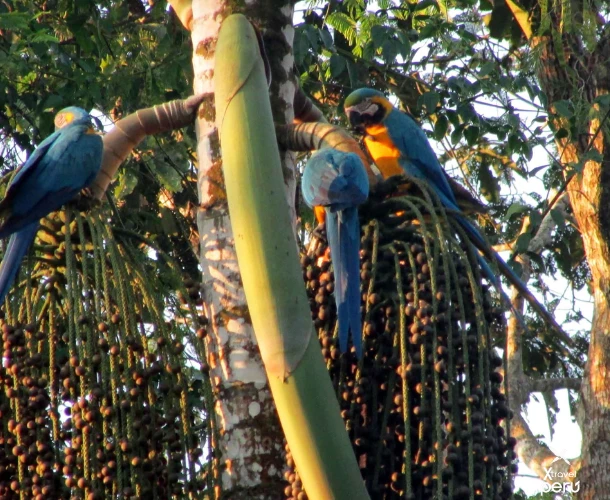 The Amazon is an avian paradise. The $3$-day tour takes you to key sites to see macaws, toucans, and other exotic species in full flight or at a clay lick.