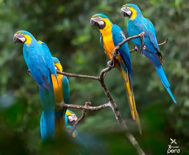 Witness the incredible spectacle of the Macaw and Parrot Clay Lick. Hundreds of birds descend to the clay bank to consume minerals at sunrise. An unforgettable visual moment.