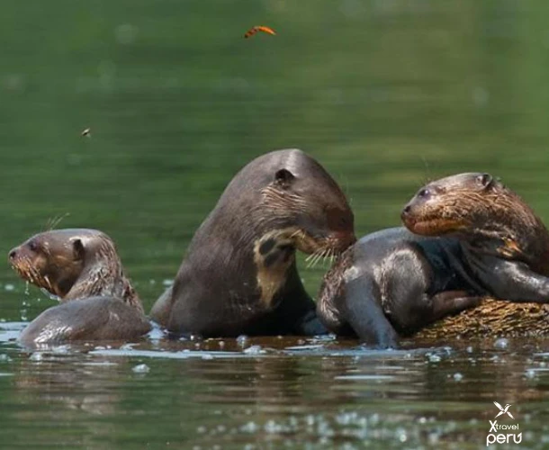 Navigate Sandoval Lake in search of the shy Giant River Otters. This protected ecosystem is home to unique wildlife and lush flora.