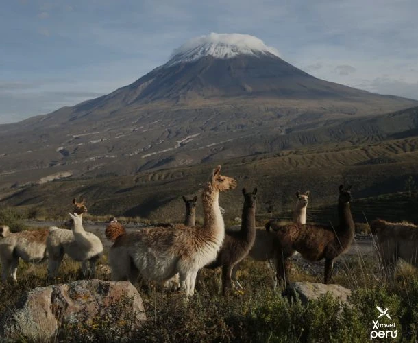 Travel from Arequipa to the Salinas National Reserve and marvel at salt lakes, wildlife, and otherworldly scenery.