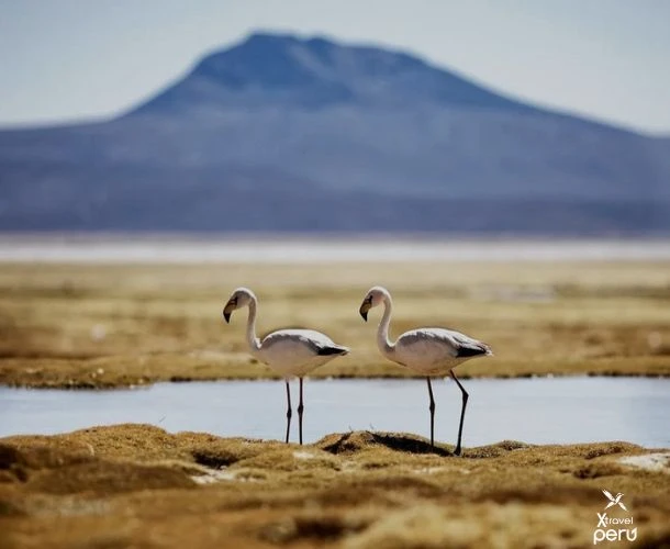 Explore Laguna de Salinas, a bird sanctuary and salt lake, on a tour that connects nature and serenity in the Arequipa highlands.