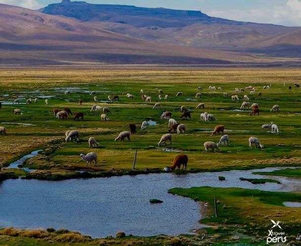 A journey to the heart of the Altiplano: Laguna de Salinas, flamingos, and salty landscapes that paint the desert with life and color.
