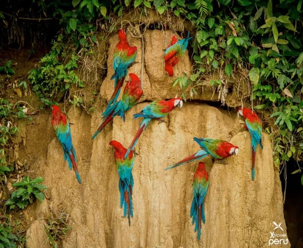 Del corazón verde de la Amazonía a la grandeza de Machu Picchu: once días de lujo, naturaleza y cultura viva.