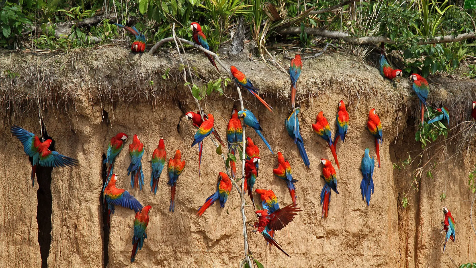 Tambopata 3-Day/2-Night Tour – Sandoval Lake and Macaw Clay Lick in Madre de Dios - XTravel Peru