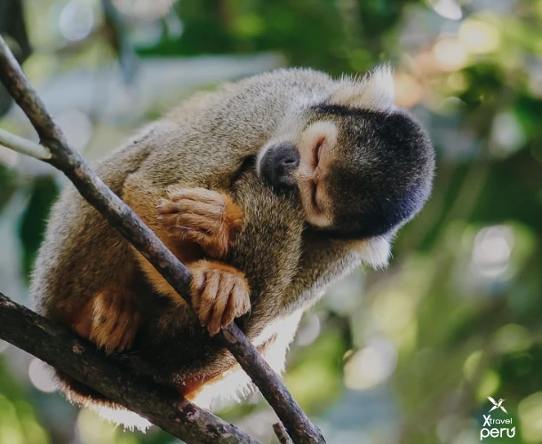 Aventura, cultura y selva en un solo día: el City Tour Tarapoto te conecta con el corazón amazónico.