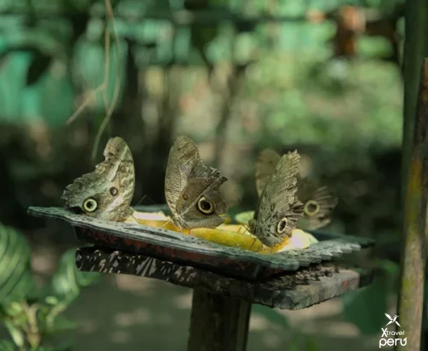 Un recorrido vibrante por Tarapoto: historia, naturaleza y tradición en cada parada.