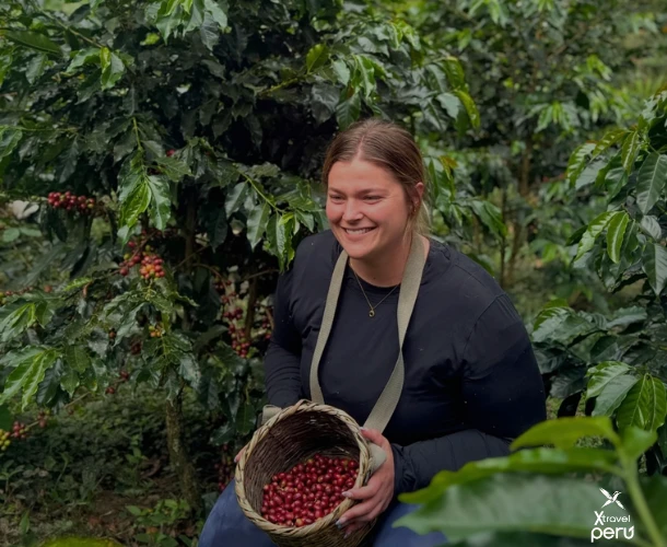 Ruta del Café: un viaje de sabor, tradición y paisajes verdes que despiertan tus sentidos.